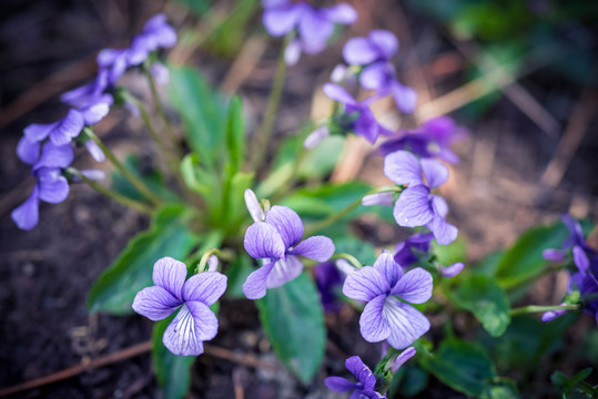 紫花地丁