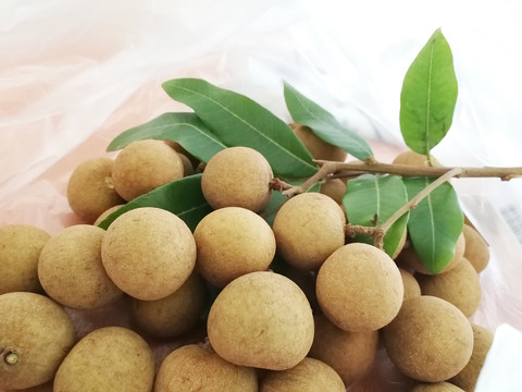 龙眼