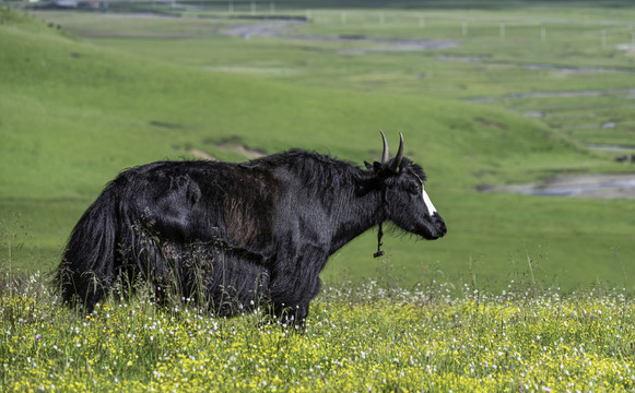 夏天川西高原牛羊满山坡