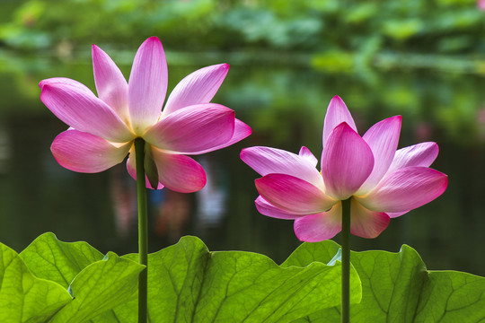 荷花