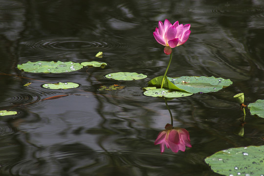 荷花