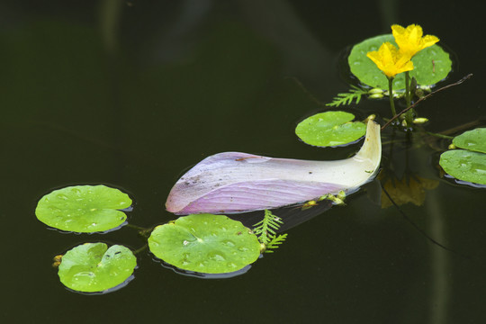 荷花