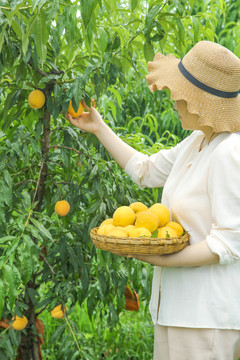 女孩正在采摘黄桃