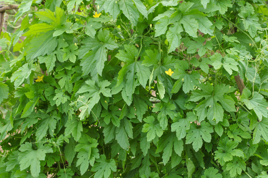 田地里种植的苦瓜