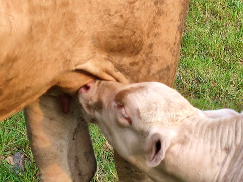 小牛吸允妈妈乳汁