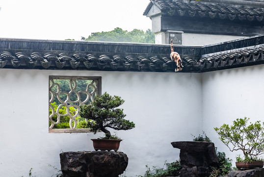 虎丘小景