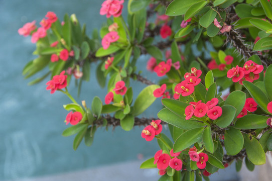 虎刺梅红花绿叶