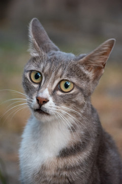 田园狸花猫