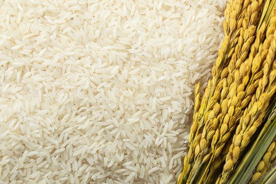健康食材茉莉香长粒米