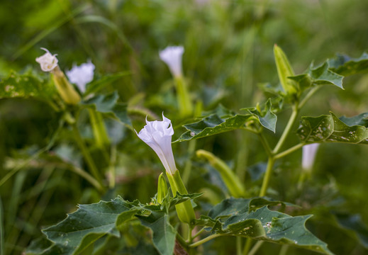 凤茄花