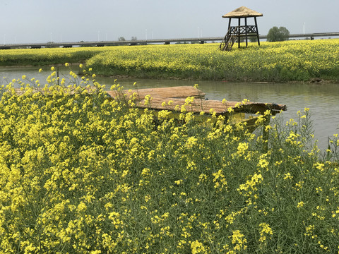 高邮湖上花海油菜花