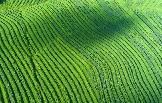 坝上梯田