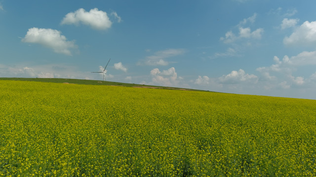 黄金毯之油菜花田