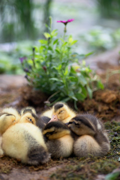 一群相互偎倚着睡觉的小鸭子