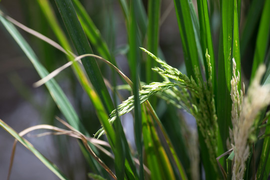 灌浆期的水稻
