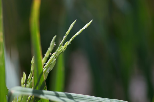 灌浆期的水稻