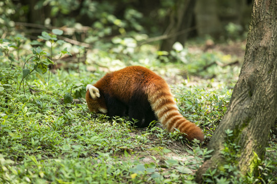 小浣熊