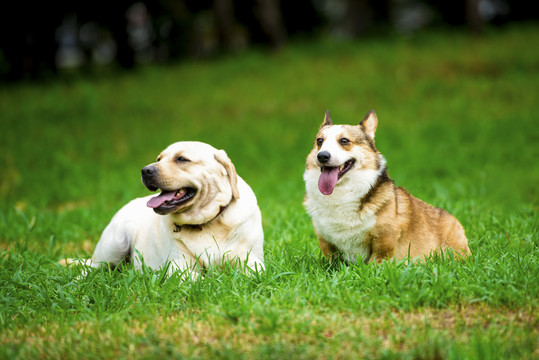 柯基犬与拉布拉多犬