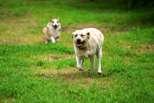 拉布拉多犬