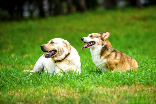 柯基犬与拉布拉多犬