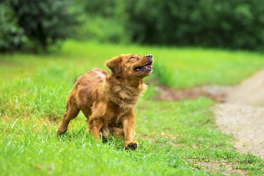 金毛犬