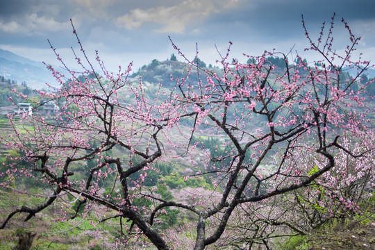 桃花