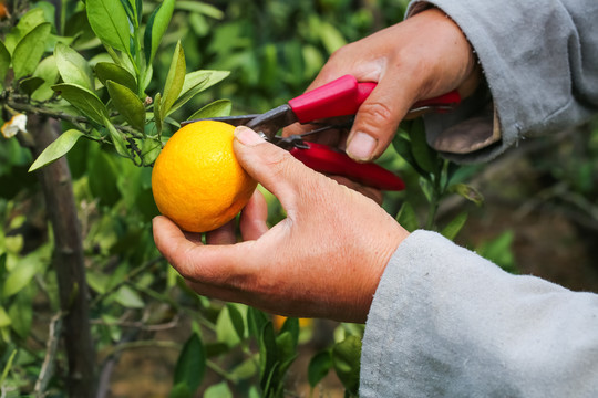 农民正在摘橘子