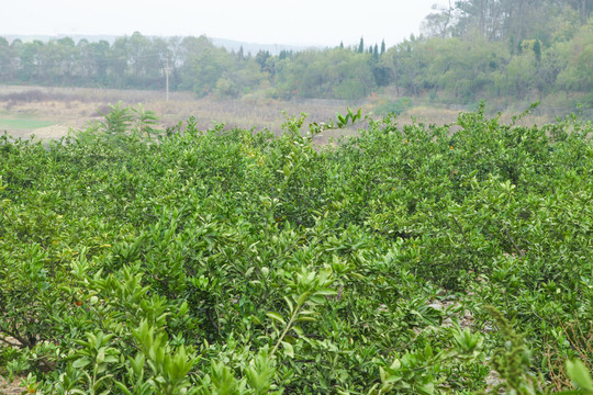 橘子种植基地