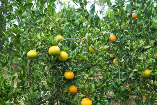 橘子种植基地