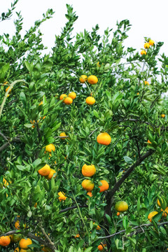 树上结着椪柑橘