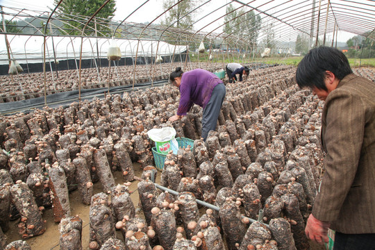农民正在摘香菇