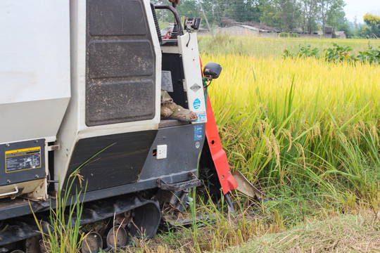 收割机正在收割稻谷