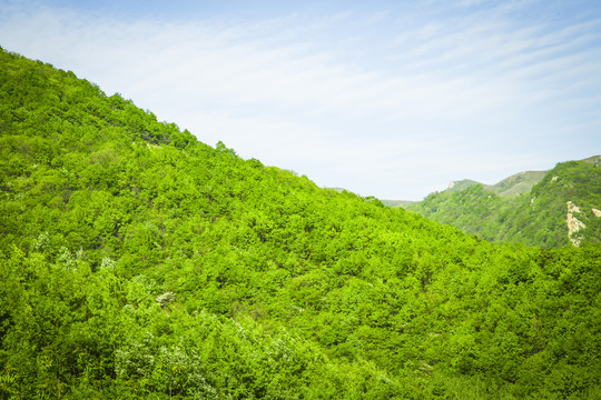 蓝天下的树林