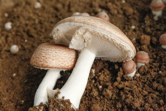 土里的蘑菇
