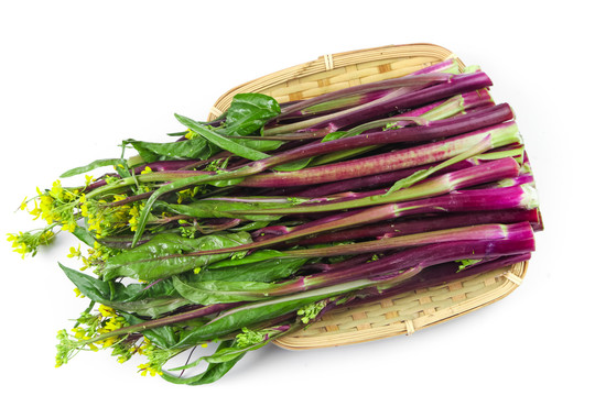白底上的紫菜苔