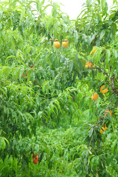 果树上的黄桃