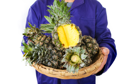 农民手里拿着泰国小菠萝