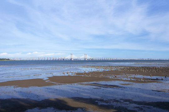 泉州湾湿地风光