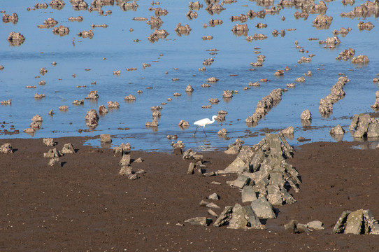 海蛎田滩涂湿地水鸟