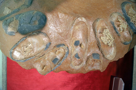 恐龙胚胎化石