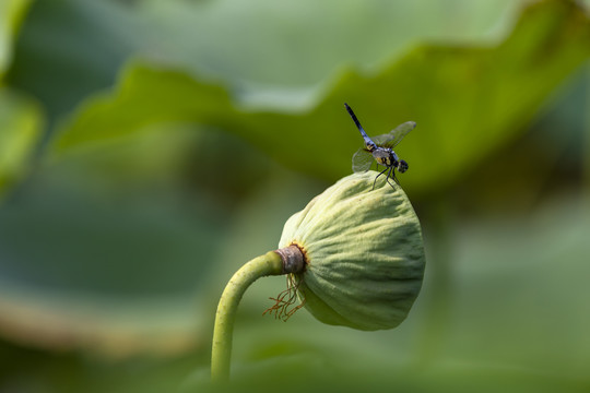 莲蓬与蜻蜓