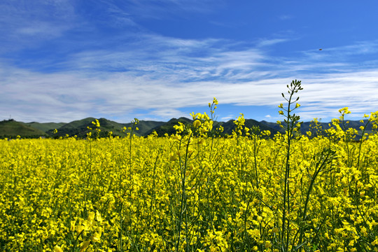 油菜花