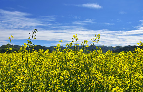 油菜花