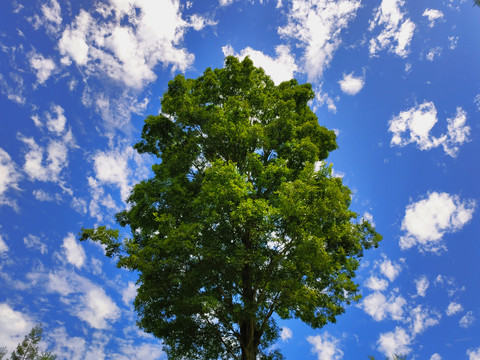 蓝天白云下的一颗绿树