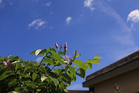 台湾公园花卉