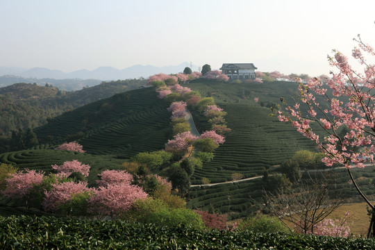 永福樱花园