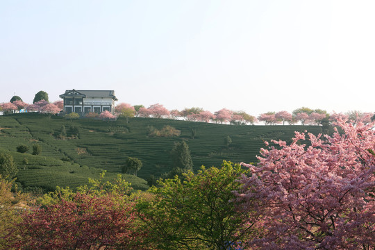 永福樱花园