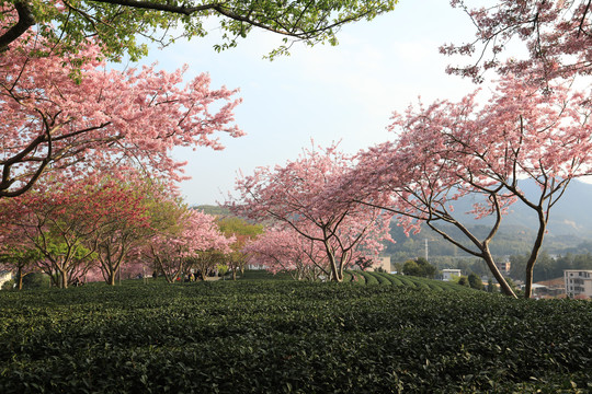 永福樱花