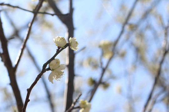 梨花