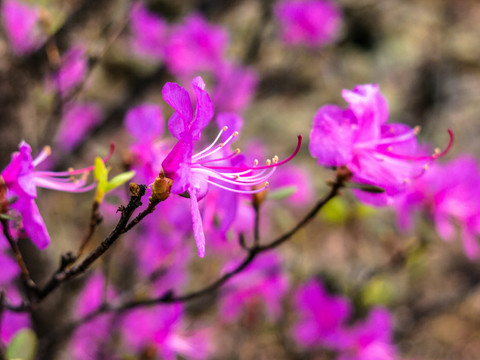 杜鹃花